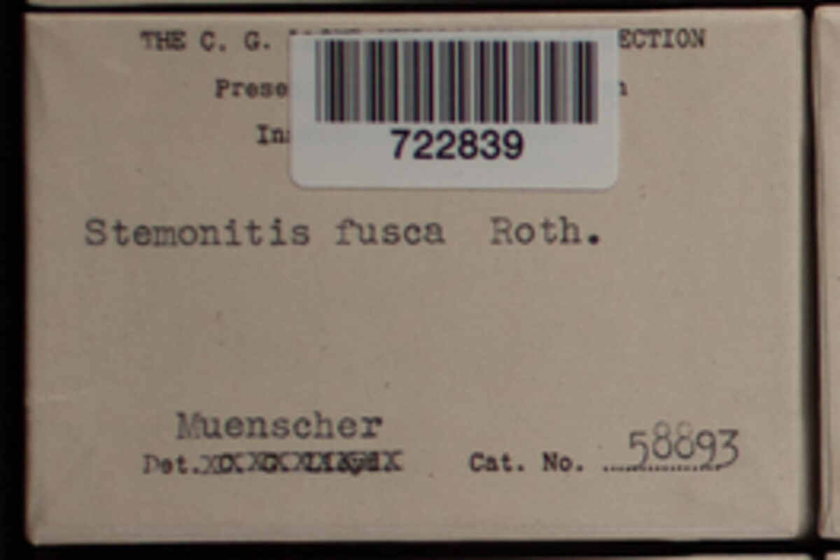 Stemonitis fusca image